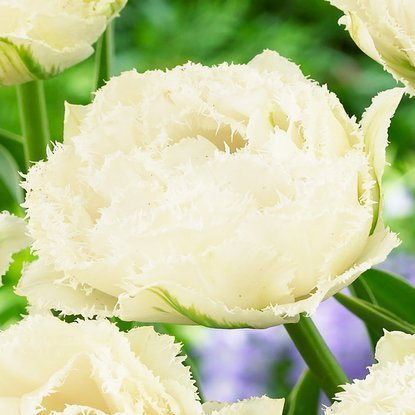 Crispa Gefüllte Tulpe Snow Crystal 5 st.