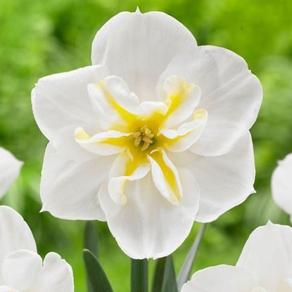 Spaltkronen Narcissus Lemon Beauty 5 st.