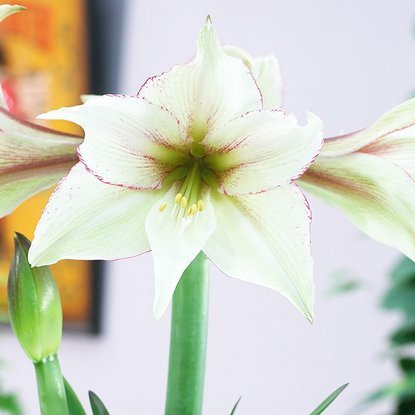 Rittersterne Hippeastrum Magic Green 1 st.