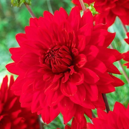 Dahlie Großblütige Garden Wonder 1 st.