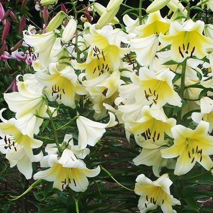 Tree Lilie Conca d' or' 1 st.