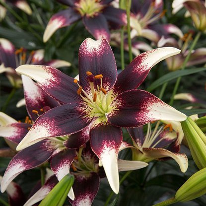 asiatische Lilie Netty's Pride 1 st.