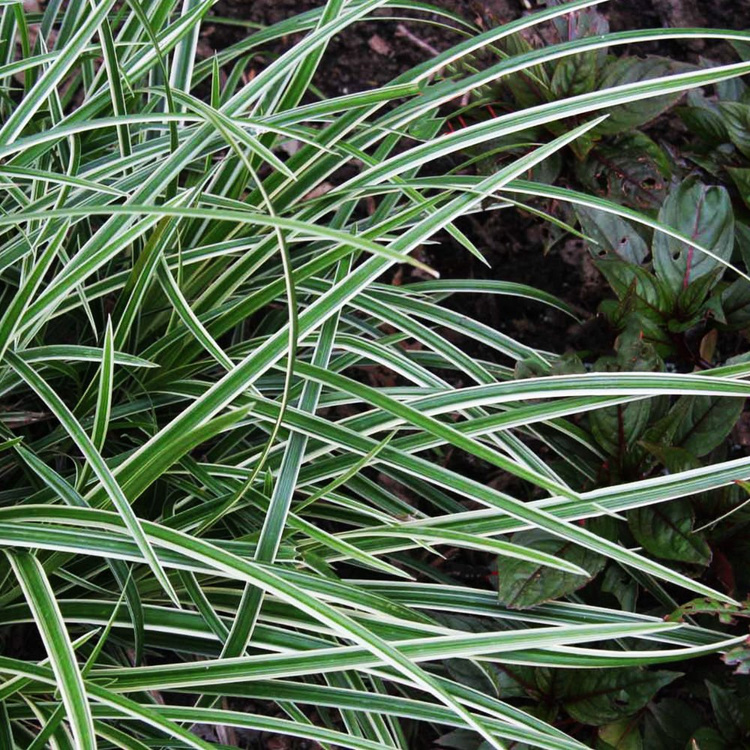 Carex Japan Teppich Segge Ice Dance 1 st.