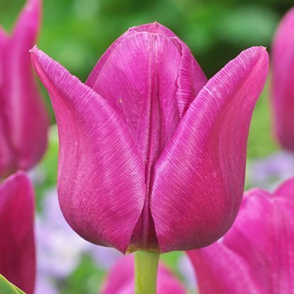 Triumph Tulpe Blue Beauty 5 st.