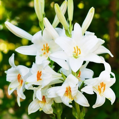 Madonnenlilie Weiße Lilium Candidum 1 st.