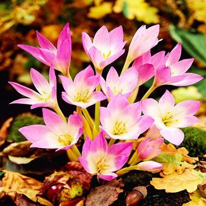 Zeitlose Colchicum Giganteum 1 st.