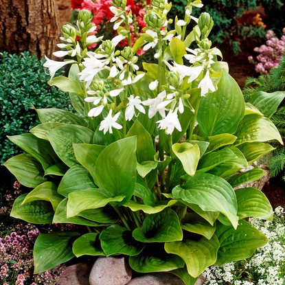 Funkie hosta Royal Standard 1 st.