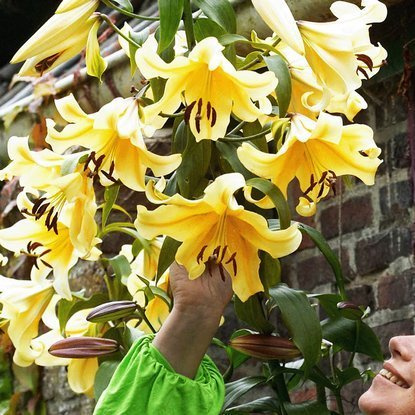 Tree Lilie XXL Zwiebeln Lachs 1 st.