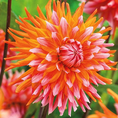 Dahlie Kaktus Orange Tumoil 1 st.