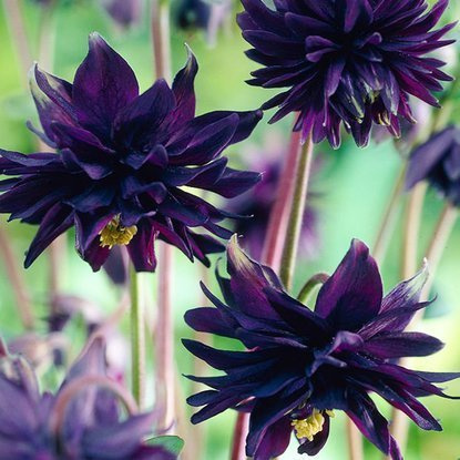 Akeleien Aquilegia Black Barlow 1 st.