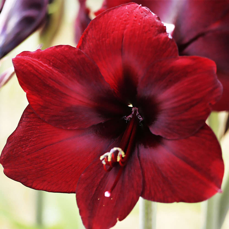 Rittersterne Hippeastrum Benefica 1 st.