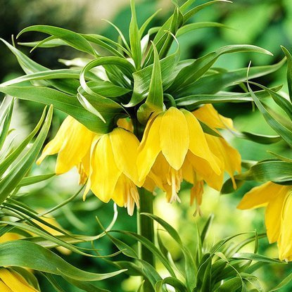 kaiserkrone schachbrettblume Lutea Maxima 1 st.