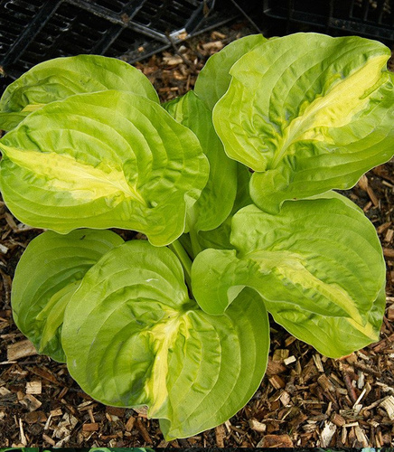 Funkie hosta Mango Tango 1 st.