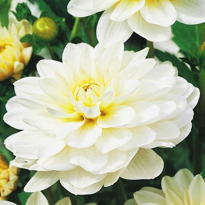 Dahlie Dekorativ White Onesta 1 st.