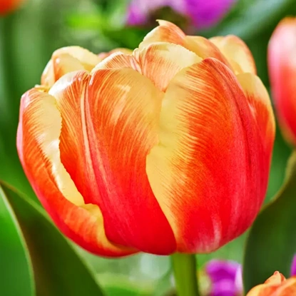 Triumph Tulpe Tasmanie 5 st.