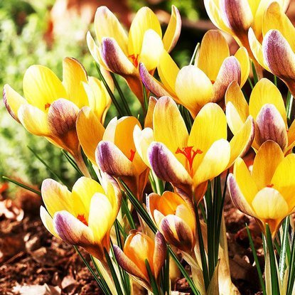 Krokusse Crocus Advance 10 st.