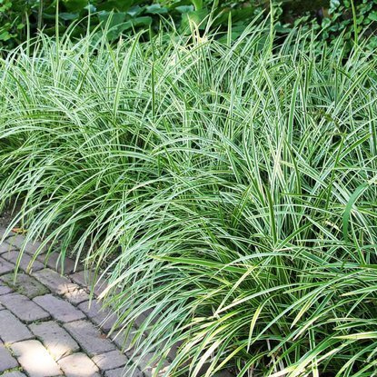 Carex Japan Teppich Segge Ice Dance 1 st.