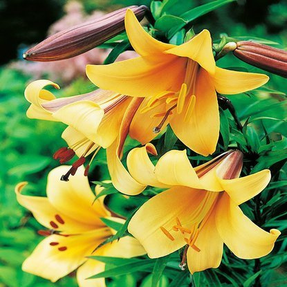 Trompete Lilie African Queen 1 st.