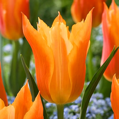 Lilien Tulpe Mariannę 5 st.