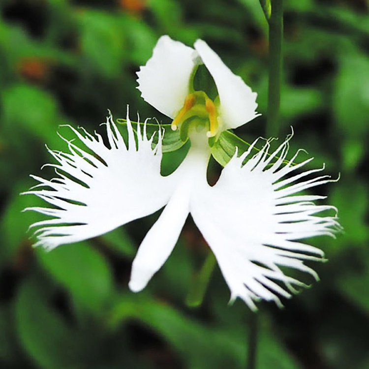 Habenaria Vogelblumme Variegata  1 st.