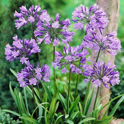 Agapanthus   Schmucklilie Africanus 1 st.