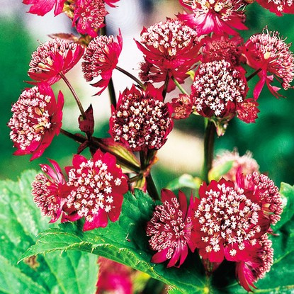 Sterndolde große Astrantia Major Rubra 1 st.
