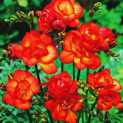 Freesien Gefüllter Rote 10 st.