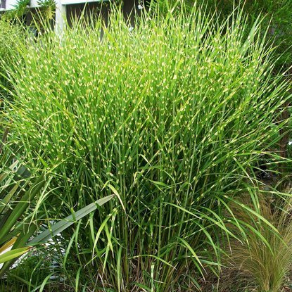 Chinaschilf Ziergräser Miscanthus Strictus 1 st.