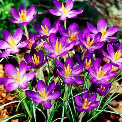 Krokusse Crocus Whitewell Purple 10 st.