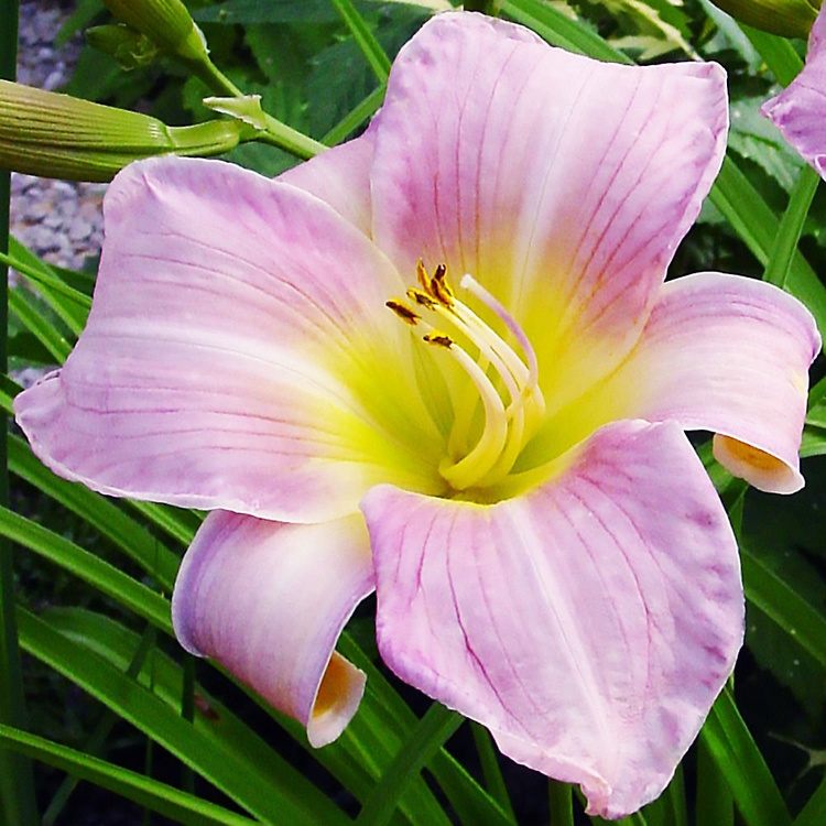 Taglilie Hemerocallis Catherine Woodbury 1 st.