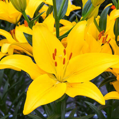 asiatische Lilie Yellow Country 1 st.