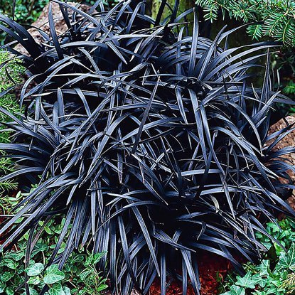 Schlangenbart Ziergräser Ophiopogon Nigrescens 1 st.