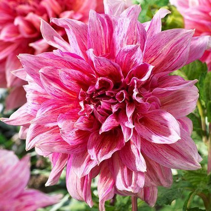 Dahlie Großblütige Striped Emory Paul 1 st.