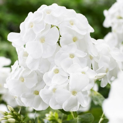 Phlox  Flammenblumen Rembrandt 1 st.