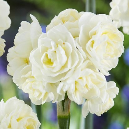 Mehrblütige Gefüllte Narcissus Erlicheer 5 st.