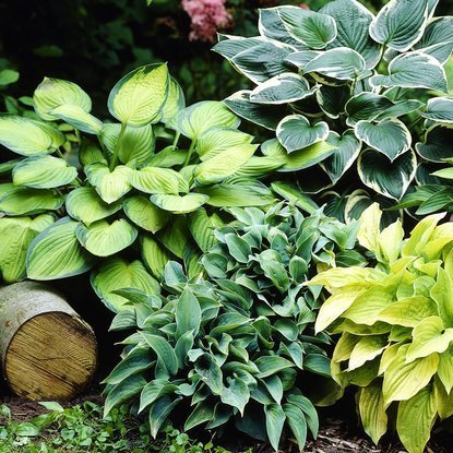 Funkie hosta Kontrastierend Mischung Mix 4 st.