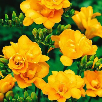 Freesien Gefüllter Gelbe 10 st.