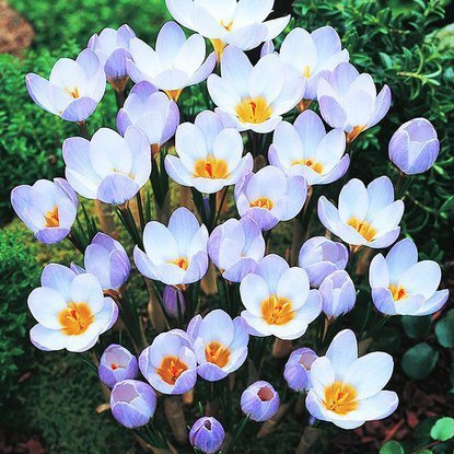 Krokusse Crocus Blue Pearl 10 st.