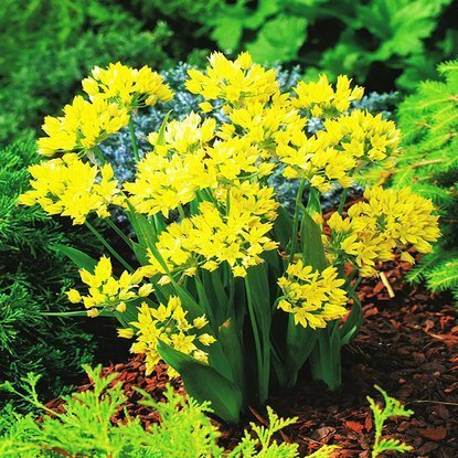 Allium Goldlauch Moly 20 st.