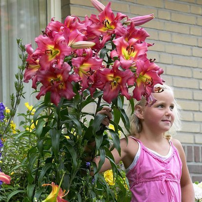 Tree Lilie Satisfaction 1 st.