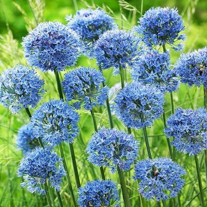 Allium Sibirischer Blaulauch Caeruleum 10 st.