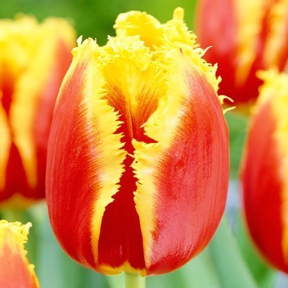 Crispa Tulpe Davenport 5 st.