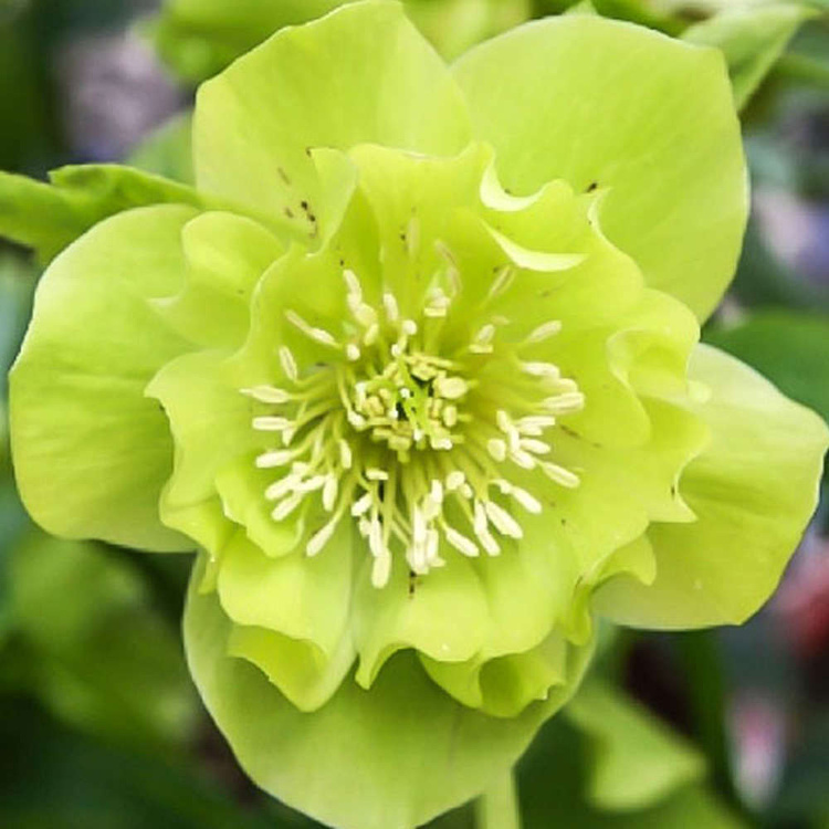 Christrose Helleborus Double Ellen Green 1 st.