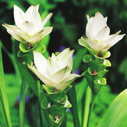Kurkuma Curcuma White Wonder 1 st.