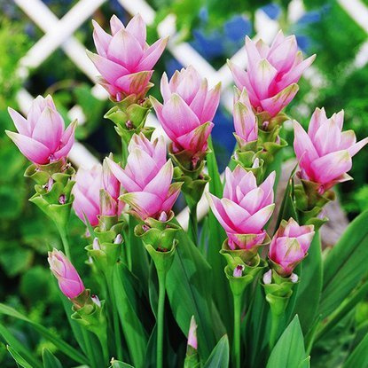 Kurkuma Curcuma Alismatifolia 1 st.