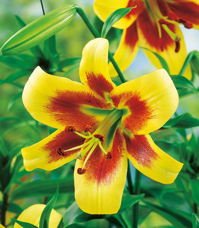 Tree Lilie Robert Swanson 1 st.