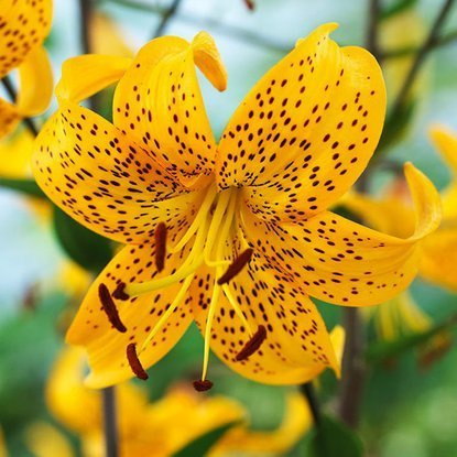 Tigerlilie Lilium Leichtlinii 1 st.