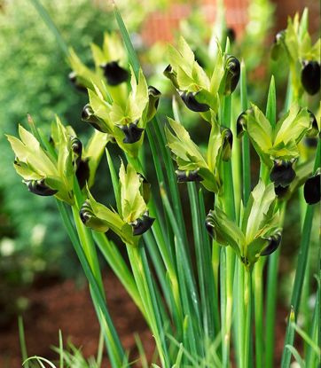 Hermodactylus Iris Tuberosa 5 st.