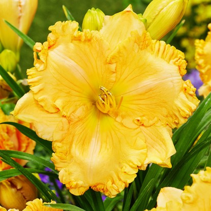 Taglilie Hemerocallis Serena Sunburst 1 st.