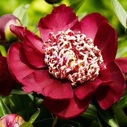 Pfingstrose Päonie Nippon Beauty 1 st.